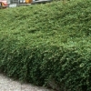 Cotoneaster dummer